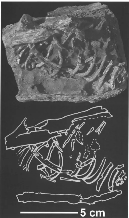 Fig.  4.  Probable  stomach  content  of  mosasaur  UN-  EFM-VF-39.  The  large  rod-  like  elements,  best  seen  in  the drawing,  may  be  rib frag-  ments