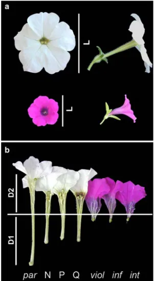 Fig. 1 The  X owers of P. axillaris axillaris N (a, upper panel) and P. integrifolia inXata S6 (a, lower panel) in front and side view