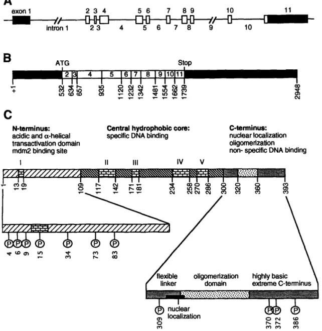 Fig.  1.  Schematic  representation  of  the  p53  gene,  mRNA  and  protein  structures