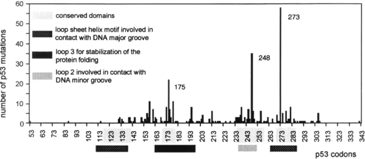 Fig.  2.  Frequencies  of  p53  exon  mutations  found  in  brain  tumors  reported  by  the  IARC  database: 