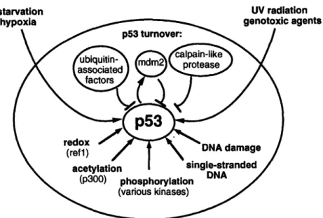 Fig. 3.  Schematic representation of factors regulating p53 activity.  Arrows,  induction;  T-bars indicate  repression