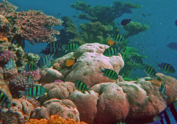 Figure 1. Impressions from an excursion to the Eilat Underwater Observatory (original photo kindly provided by M