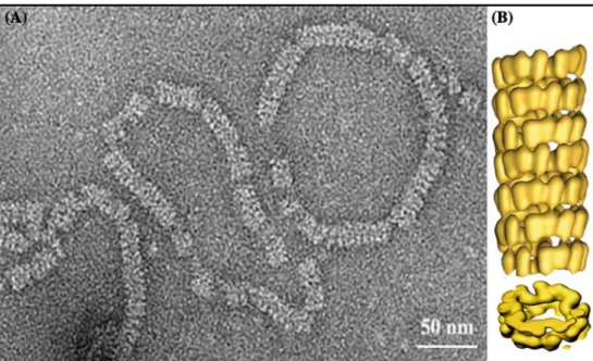 Figure 2. Complex of circular single-stranded DNA with VirE2. (A) Transmission electron micrograph