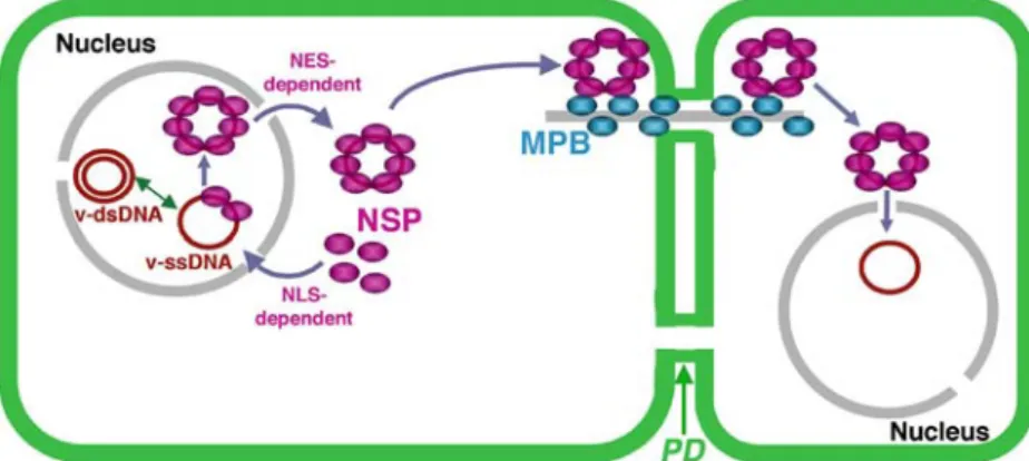 Figure 3. Model for begomovirus intra- and inter-cellular movement. The viral ssDNA genome replicates in the nucleus via dsDNA templates by a rolling circle mechanism