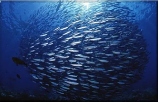 Fig. 2. Fish use vortex induced vibration generated by the ﬁsh swimming in front of them and by gliding between them to swim in the most eﬃcient way from an energetic point of view.
