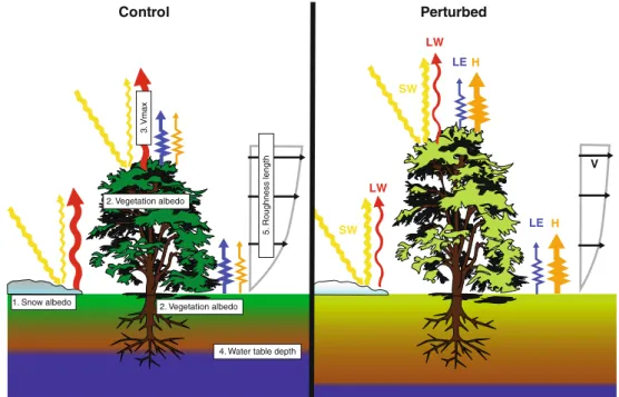 Fig. 1 Illustration of land surface model parameter perturbations and first order effects of shortwave (SW), longwave (LW), latent heat (LE) and sensible heat (H) fluxes (colored arrows) as described in Sect