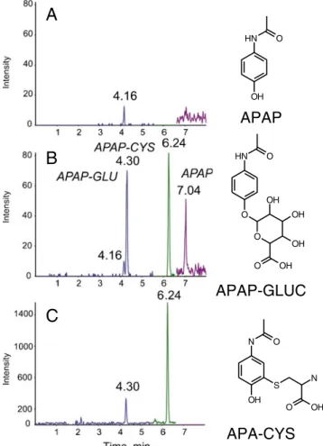 Fig. 1 LC–MS traces of APAP, APAP-CYS, and APAP-GLU in human plasma. (A) HR-SRM traces obtained from blank plasma