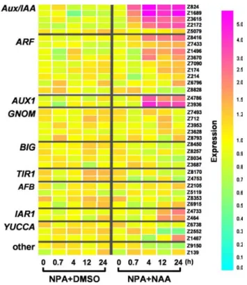 Fig. 2 Expression profiles of auxin-related genes homologue. Gene expression patterns of auxin-related gene homologues in cells cultured with only NPA (NPA ? DMSO) or NPA plus NAA (NPA ? NAA)