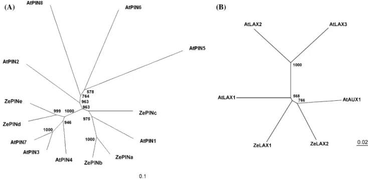 Fig. 4 RT-PCR analysis of Zinnia auxin carrier gene homologues. Changes in the accumulation of mRNAs for ZeLAX1 (a), ZeLAX2 (b), ZePINa (c), ZePINb (d) ZePINc (e), ZePINd (f), and ZePINe (g).