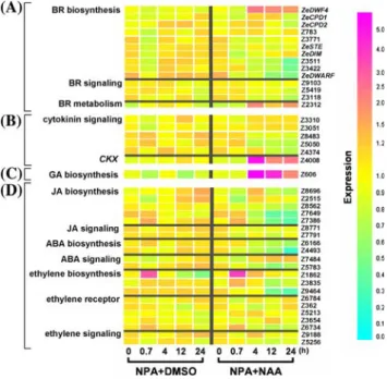 Fig. 5 Expression profiles of hormone-related gene homologues.