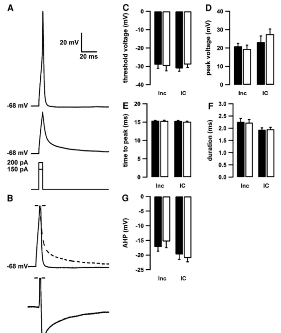 Fig. 2   Homocysteine does not affect the action potential shape.  