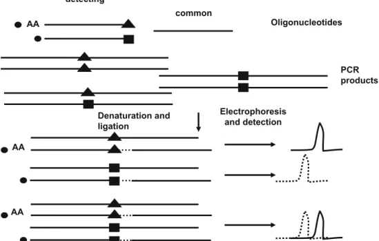 Fig. 7 Ligase detection reaction: principle. Detecting (or alleles- alleles-pecific) oligonucleotides and one common oligonucleotide are hybridized to denatured PCR-amplified targets