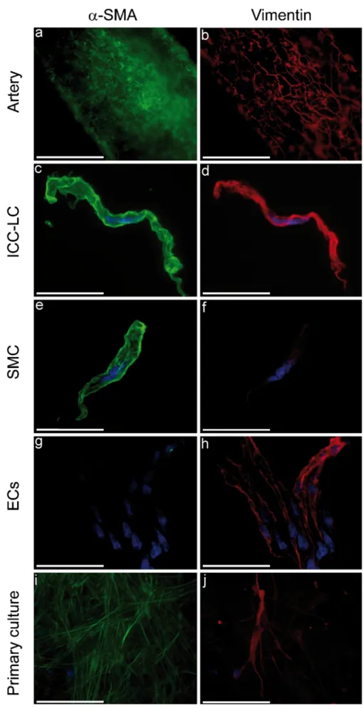 Fig. 3 Immunological proper- proper-ties of rat mesenteric ICC-LCs.