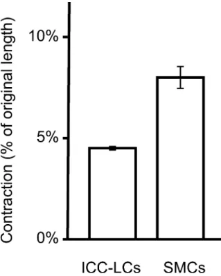 Fig. 6 Cytosolic free calcium concentration changes in response to 50 mM KCl stimulation (arrowheads) in SMCs (a) and ICC-LCs (b).