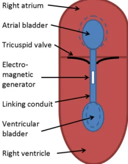 FIGURE 3. Working principle of SIMM generator: a fluid is pumped back and forth between two bladders as a function of the atrioventricular pressure gradient; a generator converts the fluid motion into electrical energy.