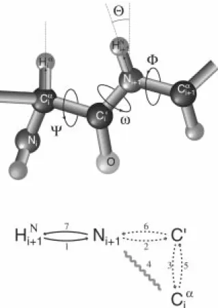 Figure 1. (top) Schematic representation of the backbone of a pro- pro-tein with various dihedral angles