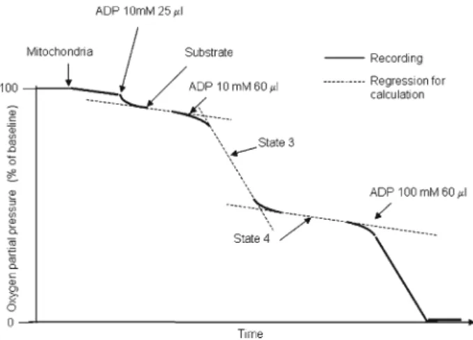 Fig. 1. Scheme of mitochondrial respiration analysis. State 3 repre- repre-sents oxygen use in the presence of ADP