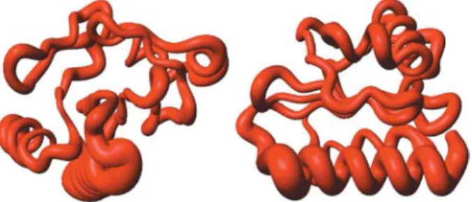 Figure 1. MOLMOL [28] orthogonal views of the 3D structure of the backbone of profilin Ib, with the backbone thickness  propor-tional to the amplitude of its movements during the 2-ns simulation