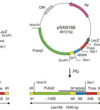 Fig. 1 Schematic representation of DNA constructs used for biolistic cotransformation