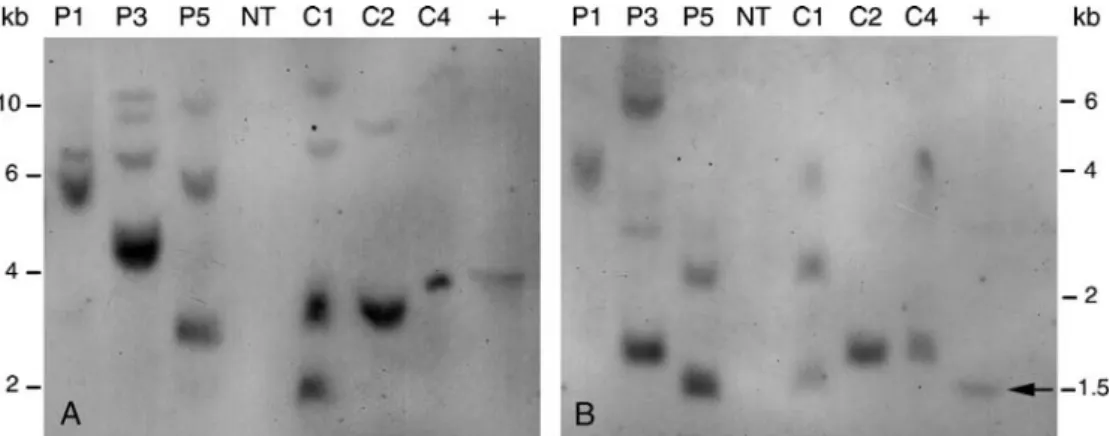 Fig. 2 Southern blots of genomic DNA from MSI99-transgenic