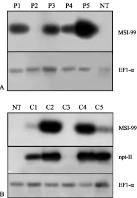 Fig. 3 Semi-quantitative RT-PCR analyses of MSI99-transgenic