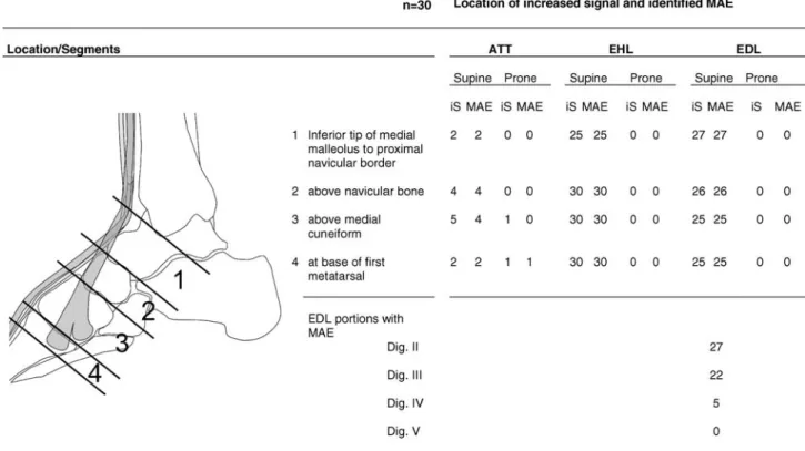 Table 2 Anterior tendon group: location and prevalence of increased signal on T1-weighted images (iS) and magic angle effect (MAE) depending on positioning [supine (neutral position of the foot) vs prone (plantar flexion of the foot) position] (ATT anterio