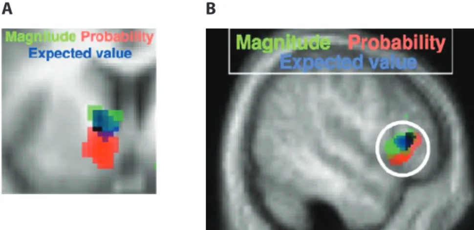 Figure 4. Brain activation related to payoff magnitude, probability, and expected value  within the striatum (A) and the lateral prefrontal cortex (B)