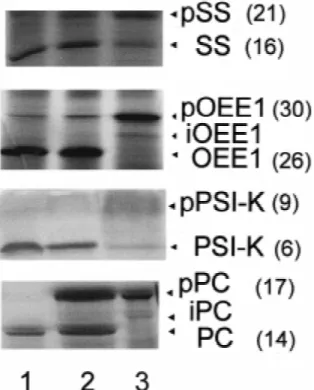 Figure 1. Comparison of processing of the precursors pSS, pOEE1,