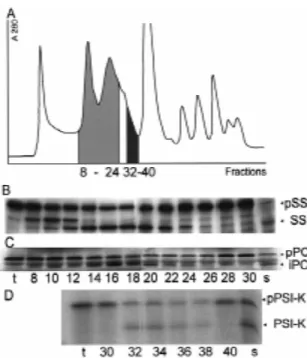 Figure 2. Separation by size-exclusion chromatography of ac- ac-tivities which process pSS, pPC and pPS I-K