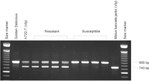 Fig. 2 Amplification profile of the marker Z13-SCAR from Golden Delicious, A722-7, four resistant and four susceptible seedlings and M