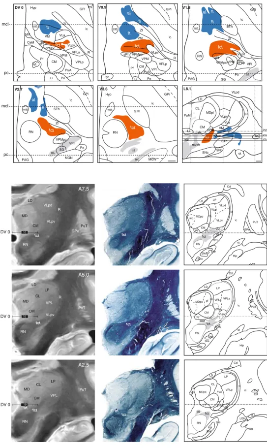 Fig. 6 Pallidothalamic (blue) and cerebellothalamic (orange) tracts drawn on horizontal sections of the atlas at intercommissural level (DV0) and four levels ventral to DV0 (V0.9, V1.8, V2.7, and V3.6).