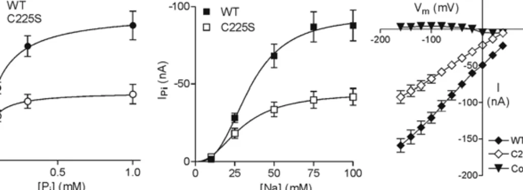 Fig. 2. Characterization of the C225S mutant. (A) P i dose-response. The P i -induced current was plotted as a function of P i concentration.