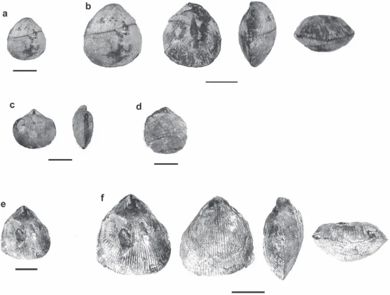 Fig. 12.  a–d: Sulcirostra zitteli (B ÖSE ) from type locality Hohenschwangau (Bayerische Staatssammlung München)