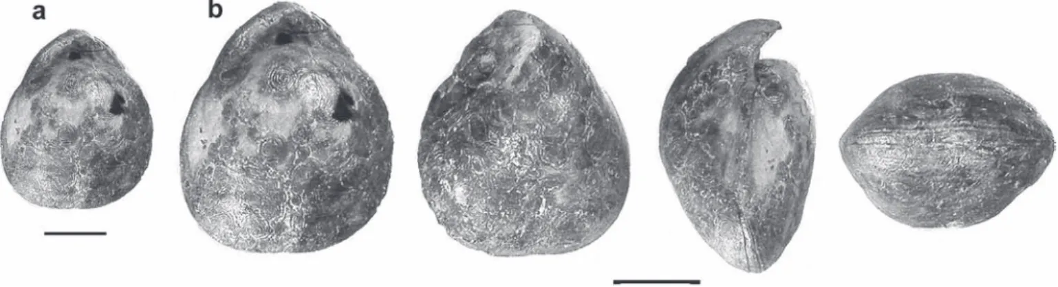 Fig. 14.  Carapezzia engadinensis sp. nov. from Ils Fouruns (?lower Hettangian, Canton Graubünden, Switzerland)