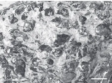 Fig. 5. Partly silicified dimerelloid brachiopods (Sulcirostra doesseggeri sp. 