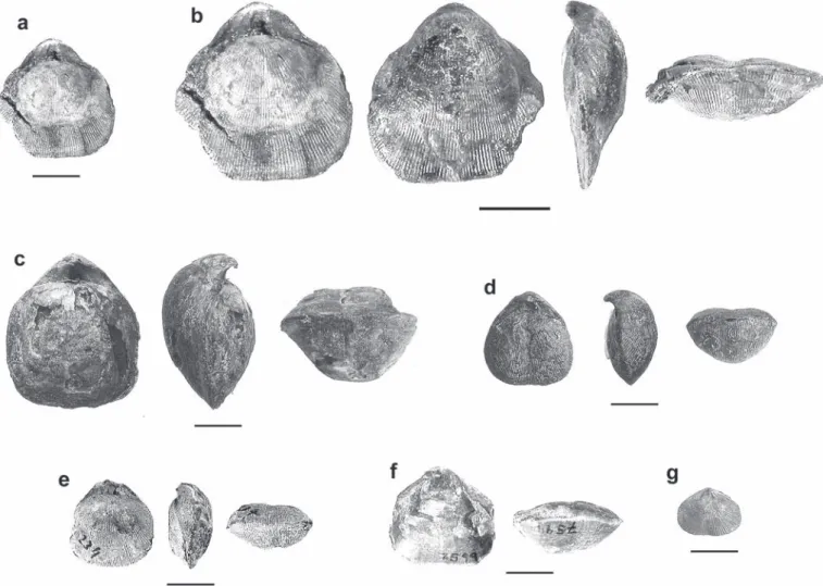 Fig. 7.  Sulcirostra doesseggeri sp. nov. from Ils Fouruns (?lower Hettangian, Canton Graubünden, Switzerland)