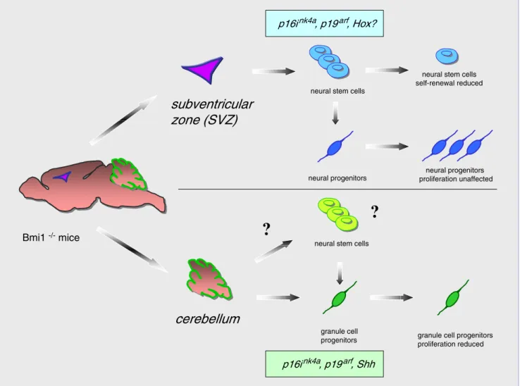 Fig. 1 Role of Bmi1 in stem cell self-renewal and progenitor proliferation in the CNS