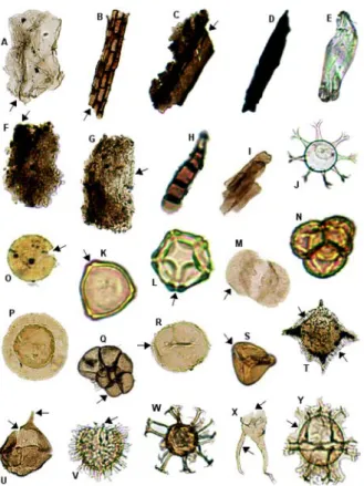 Fig. 1 Example sedimentary OM images ( × 200 magnification, not to scale); classified according to Ta- Ta-ble 1