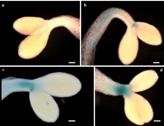 Fig. 5 Detection of GUS activity (X-Gluc staining) in WT (a) and in transformed with the APRX:GUS construct seedlings (b)