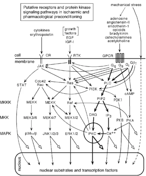 Fig. 5. Relation between PKC signaling for preconditioning (PC) and the major signaling cascades of the MAPK and the JAK-STAT pathways.