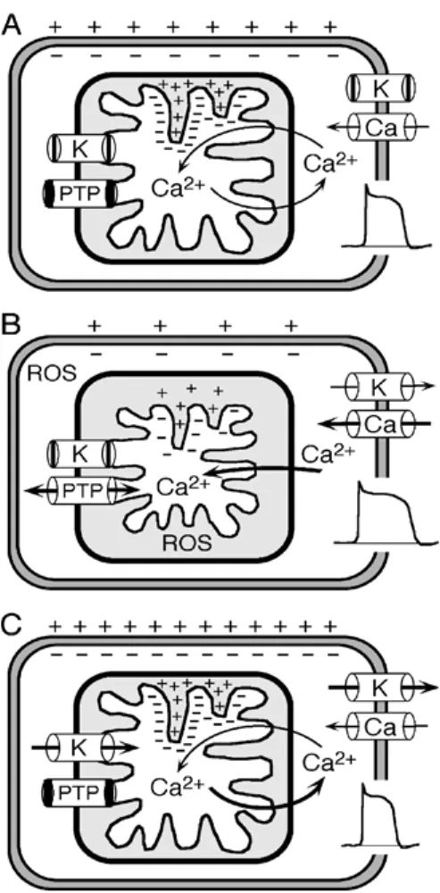 Fig. 6. Hypothetical mechanisms of cardiomyocyte ischemia-reperfu- ischemia-reperfu-sion injury and its potential prevention