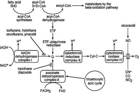 Fig. 7. Scheme with sites of action of drugs and some general inhibitors of the mitochondrial respiratory chain