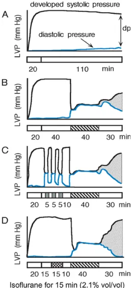 Figure 1 shows the contractility recordings of isolated rat hearts in the Langendorﬀ setting comparing the eﬀects on contractile recovery during the reperfusion phase after the test ischemia alone or with prior IPC and APC by isoﬂurane, a commonly used vol