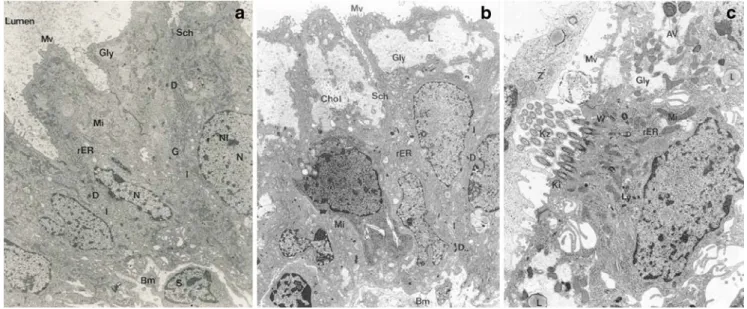 Fig. 1 Endometrial epithelial cells. a Intact cell at the time of sampling.