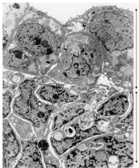 Fig. 4 Marker production by cultured endometrial stromal cells. a Concentration (accumulation) of PRL in the supernatant; six cultures, each in duplicate