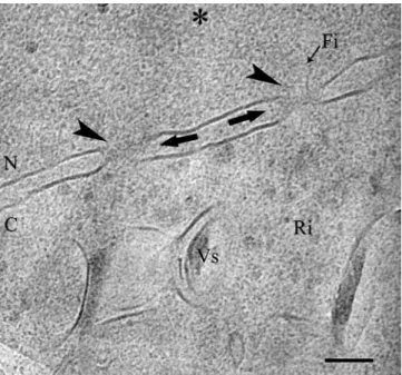 Fig. 4 A CHO cell with a nuclear envelope composed of two lipid bi-layers separated by a distance of 40 nm in average