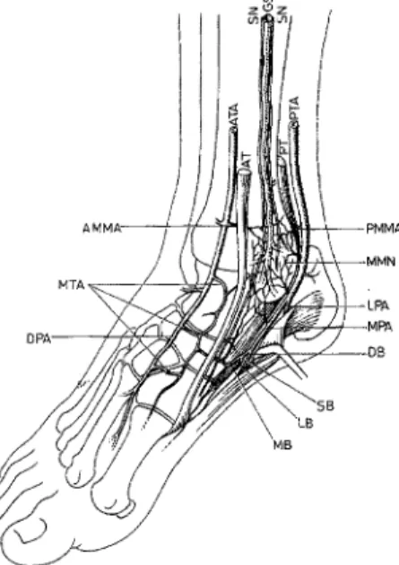 Fig, 1.  Schematic drawing of the anatomy  of the  medial  malleolar  area,  especially of the  vascular  branches  forming the  medial  maUeolar network