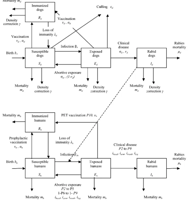 Figure 2. Flow chart of dog–human rabies transmission (Zinsstag et al. 2009b, with permission).