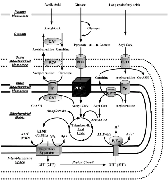 Fig. 1. Carnitine, the pyruvate dehydrogenase complex (PDC), and their location within the major metabolic pathways; the PDC is depicted as a black-box in the centre of the diagram; Key: CAT ¼ carnitine acetyltransferase; RCA ¼ reversible carnitine acetylt