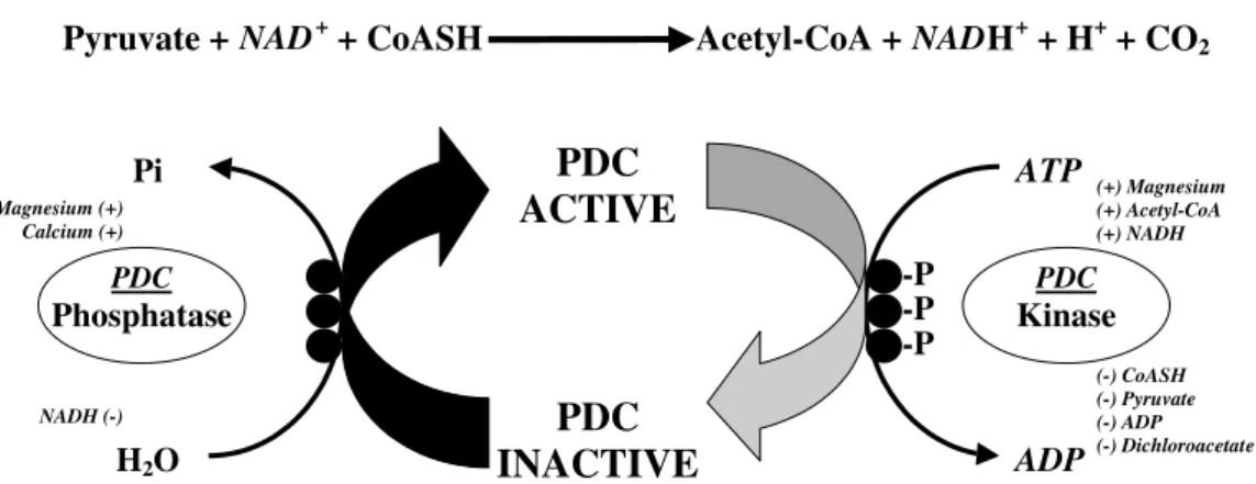Fig. 2. The pyruvate dehydrogenase complex reaction and covalent regulation of activation status by the intrinsic pyruvate dehydrogenase phosphatase and kinase system; CoASH ¼ free-coenzyme A;